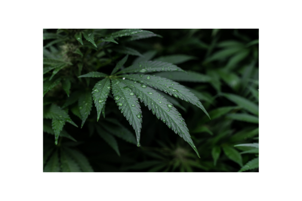 Striking Impact Of First-Time DUI Conviction For Marijuana In Colorado